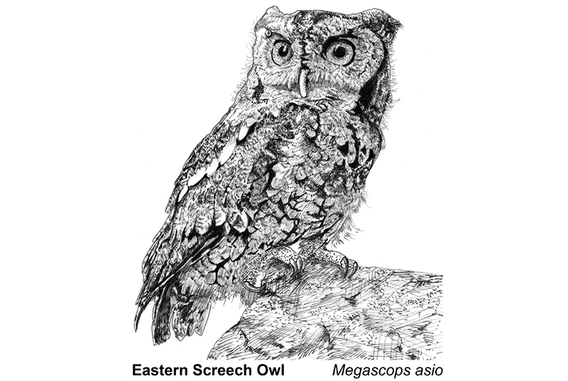 Sarasaurus--Middle Reader